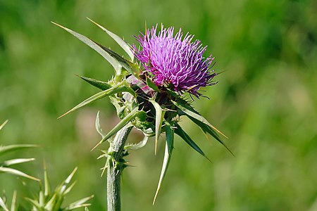 haedong_milk_thistle_01.jpg